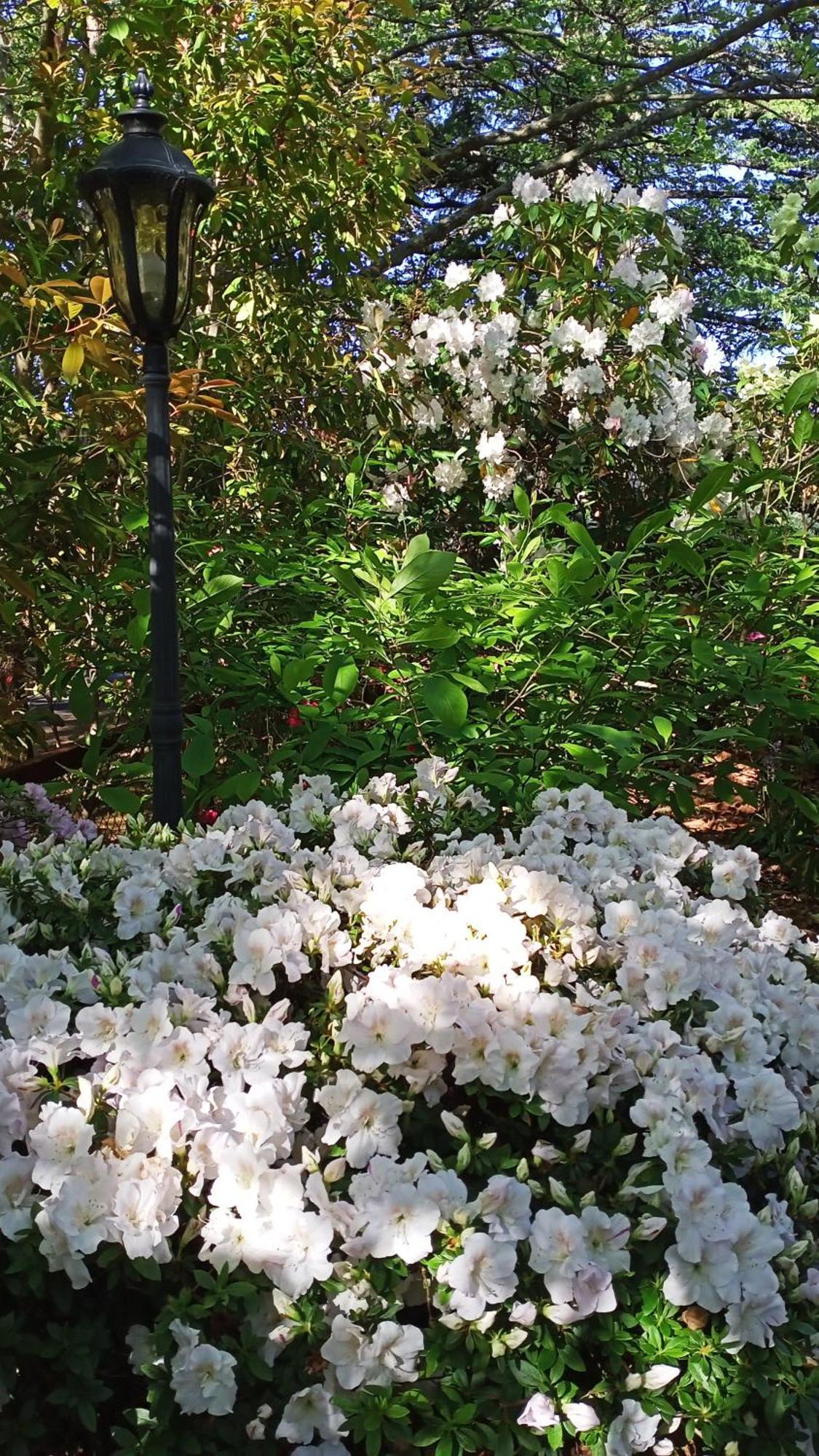 Kubba Roonga Guesthouse - Boutique Luxury Spa Retreat & Gardens - Blue Mountains Blackheath Exterior foto